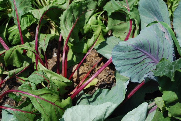 Swiss Chard
