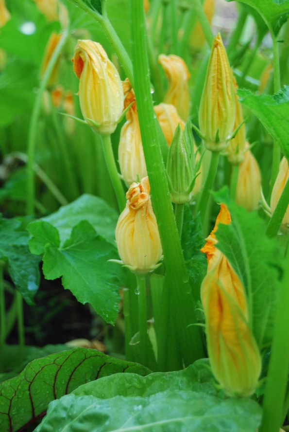 squashblossoms