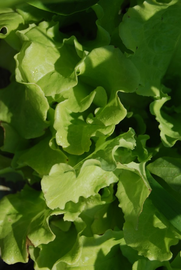 Lettuce